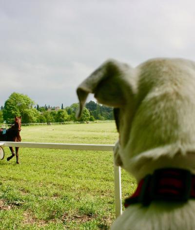 L'hippodrome de Carcassonne, situé dans l'Aude, se labellise EquuRES