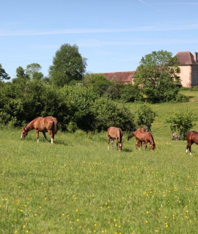 Les Chevaux de Gaïa, implantée à Chaillac, est labellisée EquuRES à l’échelon engagement !