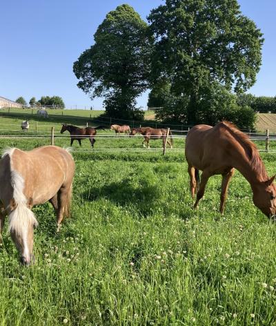 L'Ecurie du Logis, dans la Manche, obtient la labellisation EquuRES
