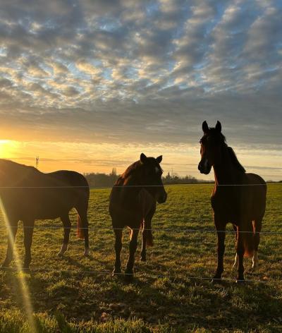 L'Ecurie Saint Clair Fondation Georges Boissel se labellise EquuRES et atteint le niveau progression