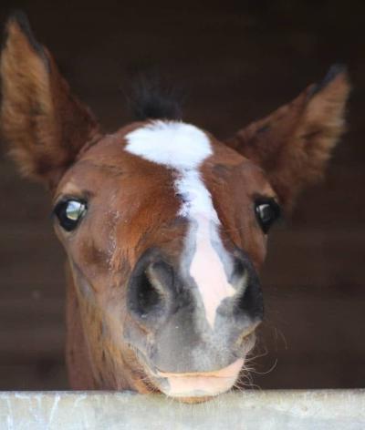 Le Haras du Fay, dans l'Eure, est labellisé EquuRES bien-être animal et environnement !