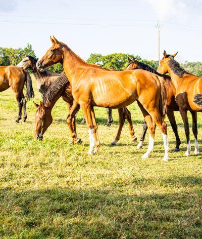 Formation alimentation et gestion de prairies