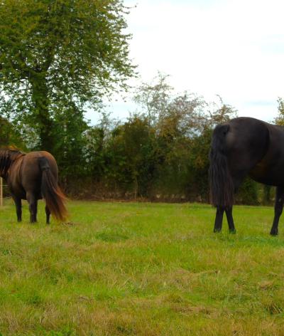 Le Haras aux Vieux Chênes, situé dans l'Eure, obtient la labellisation EquuRES