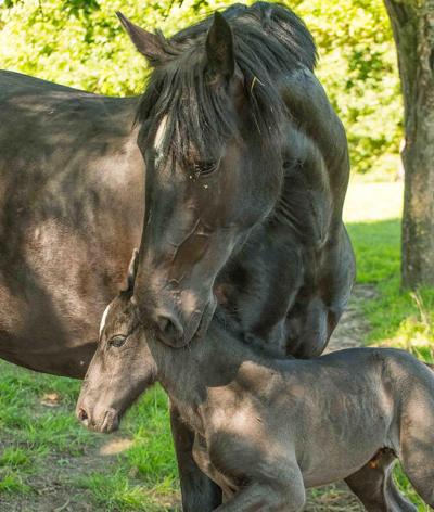 La ferme Chevalait, dans l'Orne, renouvelle sa labellisation EquuRES