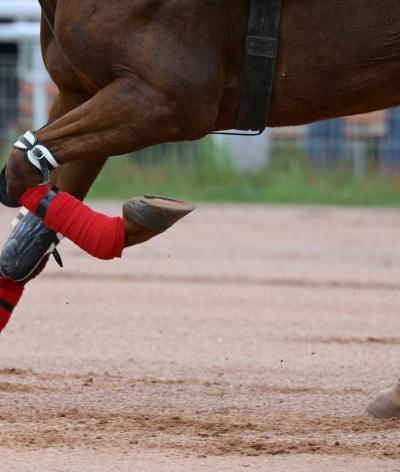 L'hippodrome de Saint-Aubin-les-Elbeuf renouvelle sa labellisation à l'échelon engagement