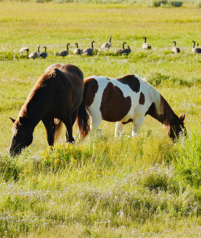 Webinaire : Comment intégrer la faune sauvage dans son écurie ?
