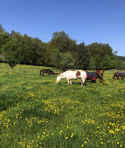 Le Domaine du Pferdstal, dans le Bas-Rhin, est labellisé EquuRES à l'échelon Engagement !