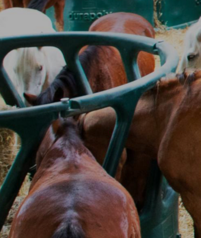 Aliméquestre : vers une alimentation équine plus durable et responsable